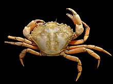 Green Crab