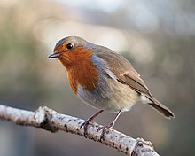 European Robin