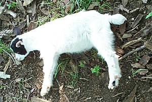 Fainting Goat