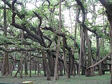 Ficus benghalensis