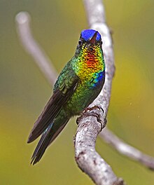 Fiery-throated Hummingbird