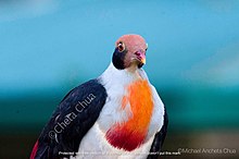 Flame-breasted Fruit Dove