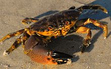 Stone Crab