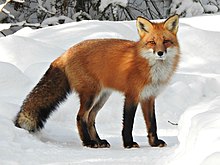 Afghan Fox
