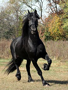 Friesian Horse