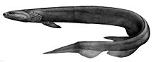 Frilled Shark