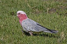 Galah