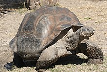 Galápagos Tortoise