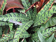 Calathea Lancifolia