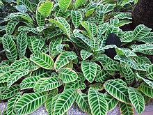 Calathea Zebrina