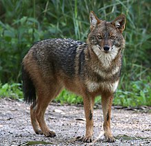 Golden Jackal