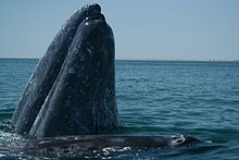 Gray Whale