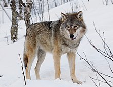 Gray Wolf