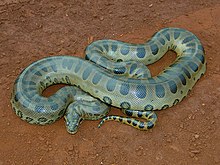 Green Anaconda