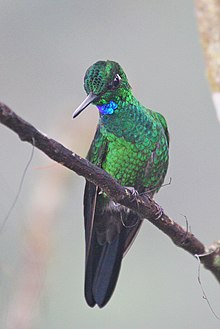 Green-crowned Brilliant