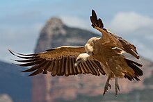 Griffon Vulture