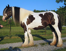 Gypsy Vanner