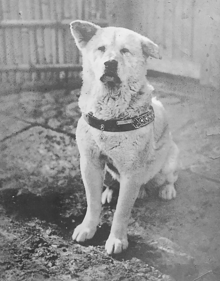 Hachiko