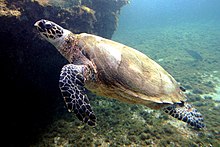 Hawksbill Sea Turtle