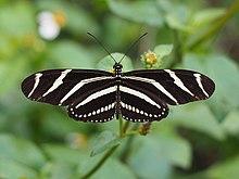 Zebra Longwing Butterfly Caterpillar