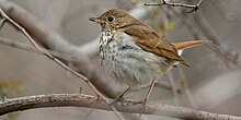 Hermit Thrush