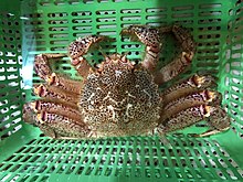 Horsehair Crab