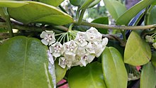 Hoya australis