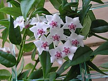 Hoya bella