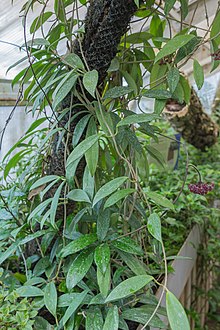 Hoya pubicalyx