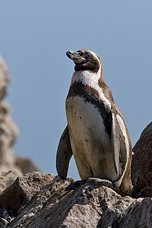 Humboldt Penguin