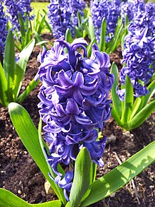 Hyacinthus