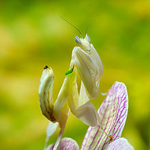 Orchid Mantis