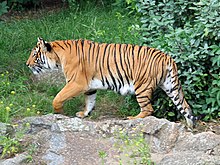 Indochinese Tiger