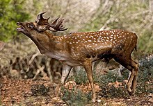 Iranian Fallow Deer