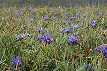 Iris douglasiana