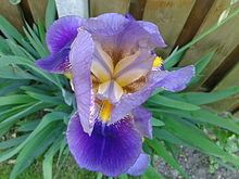 Iris germanica