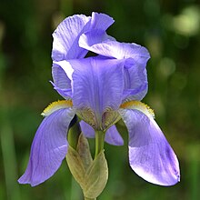 Iris pallida