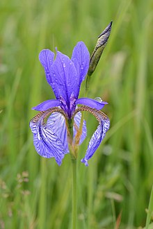 Iris sibirica