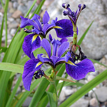 Iris versicolor