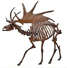 Irish Elk