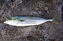 Hamachi (Yellowtail)