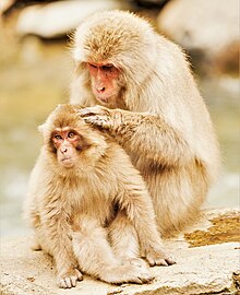 Japanese Macaque