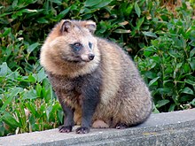 Tanuki (Japanese Raccoon Dog)