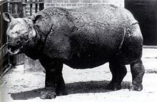 Javan Rhino