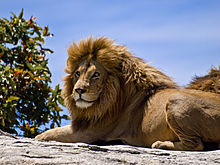 Kalihari Lion