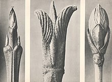 Karl Blossfeldt