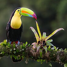 Keel-billed Toucan