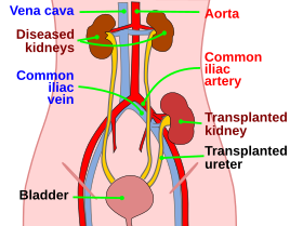 Kidney