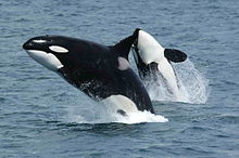 Orca (Killer Whale)