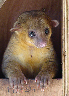 Kinkajou